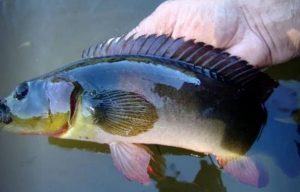 Peixes De Gua Doce Mais Comuns No Brasil Pescaria S A