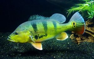 Peixes De Gua Doce Mais Comuns No Brasil Pescaria S A