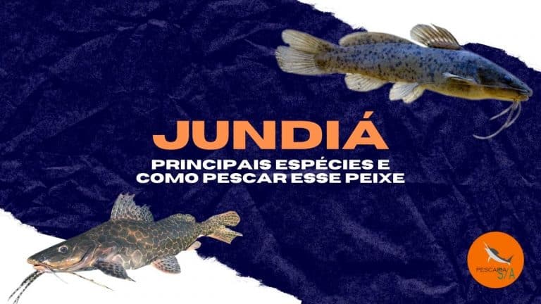 Jundi Principais Esp Cies E Como Pescar Esse Peixe Pescaria S A