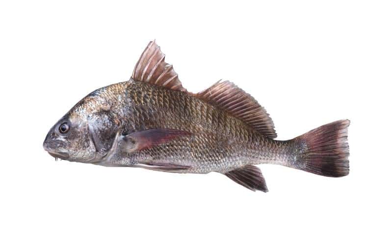 30 peixes de água salgada para pescar no Brasil Peixes do Mar