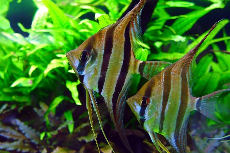 Acará Bandeira tudo sobre o Pterophyllum Scalare Pescaria S A