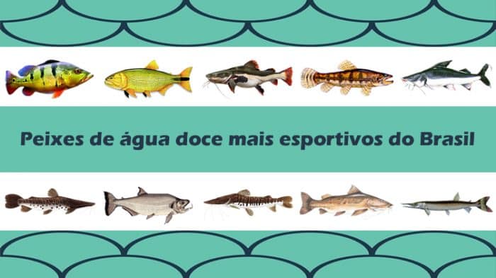 10 peixes de água doce mais esportivos do Brasil