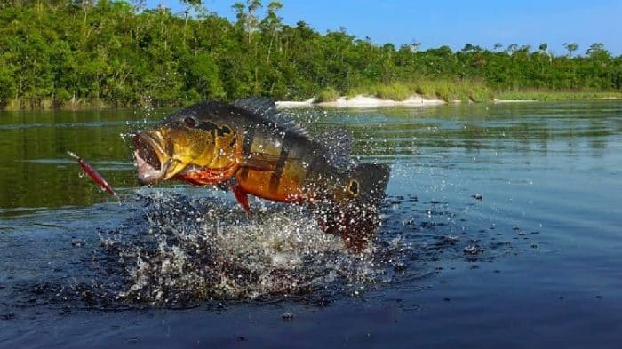 10 Peixes De água Doce Mais Esportivos Do Brasil - Pescaria S/A