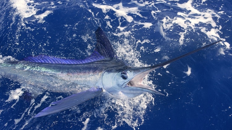 pesca no litoral baiano