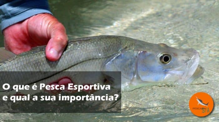 o que é pesca esportiva e qual a sua importância para os pescadores, para o meio ambiente e para a economia do setor de pesca
