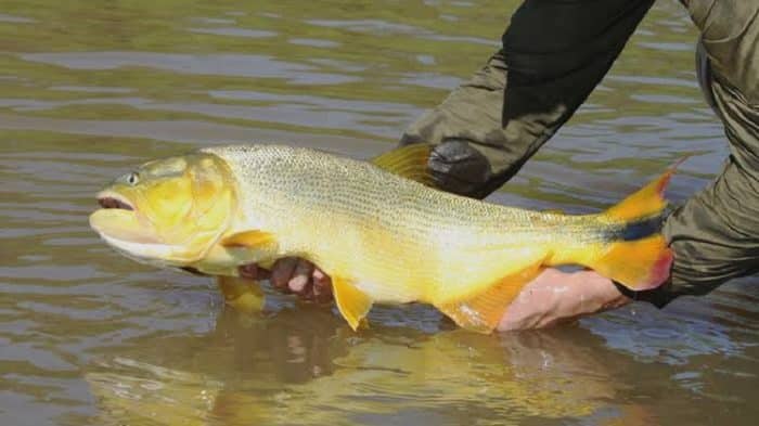 10 peixes que todo pescador deve preservar em sua pescaria