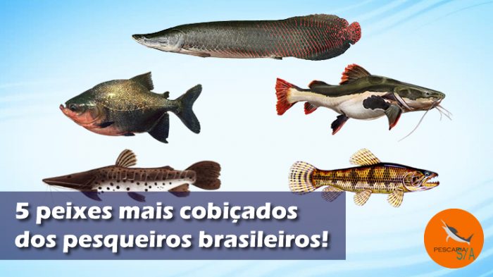 5 peixes mais cobiçados por pescadores de pesqueiros