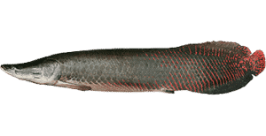 peixes mais cobiçados por pescadores de pesqueiros pirarucu