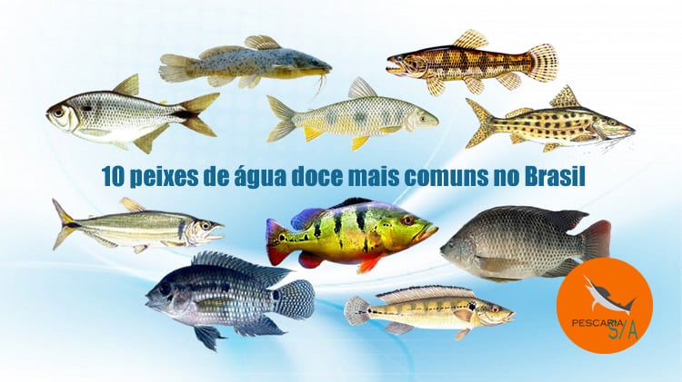 10 peixes de água doce mais comuns no brasil