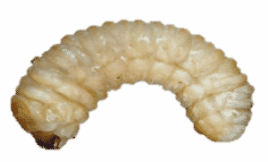 larvas para isca