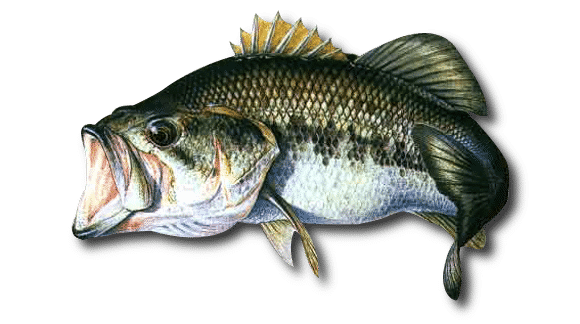 black bass freshwater fish