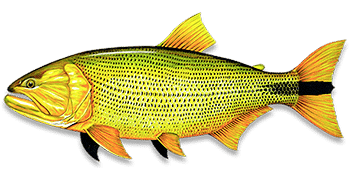 dourado salminus freshwater fish