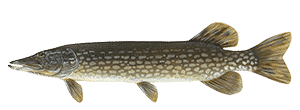 lucio pike freshwater fish
