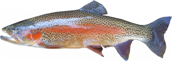 rainbow trout freshwater fish