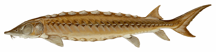 sturgeon freshwater fish