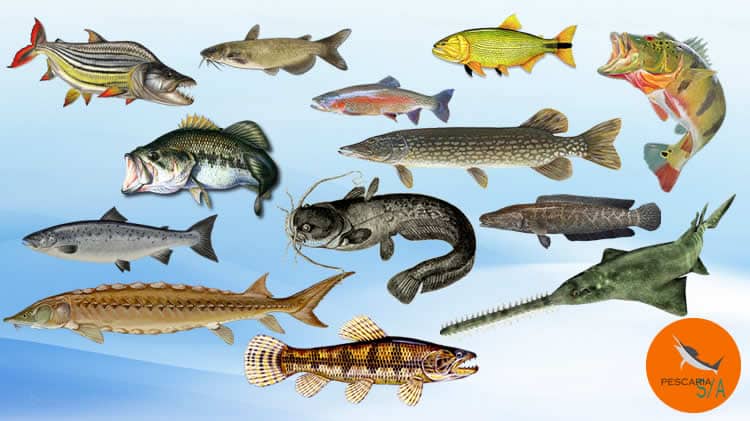 Top 13 species of freshwater fish in world sport fishing - Pescaria S/A