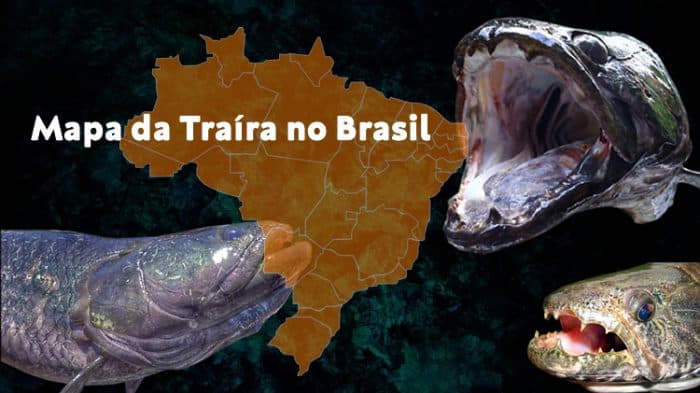 mapa da traíra no brasil onde pescar espécies e regiões