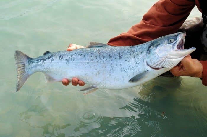 salmão peixes mais consumidos do mundo