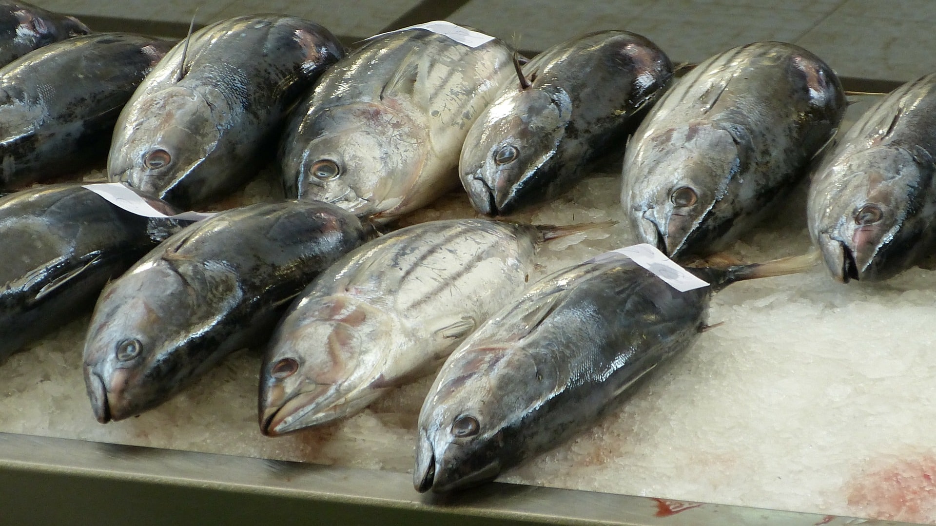 os 7 peixes mais consumidos no mundo