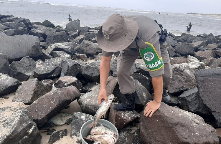 PATRAM de Tramandaí realiza apreensão de pescado proibido em Imbé - RS