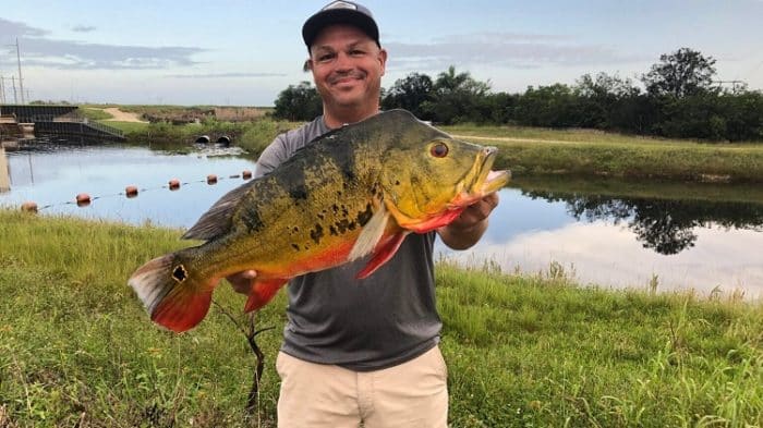 pescador bate recorde estadual tucunaré borboleta flórida estados unidos