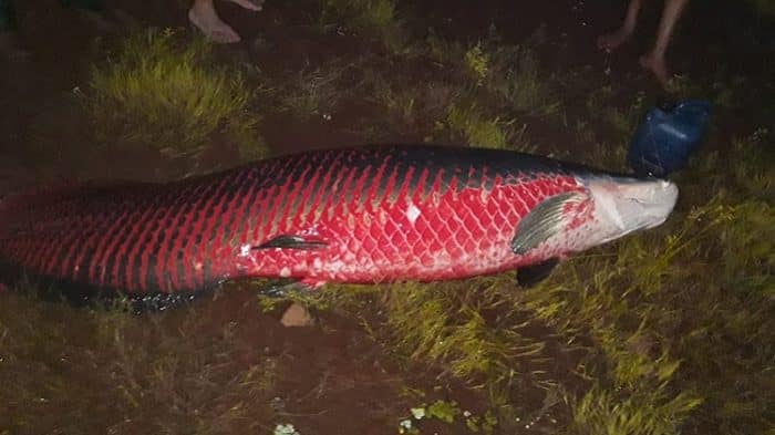 pescador captura pirarucu de mais de 117kg no rio turvo em cardoso sp