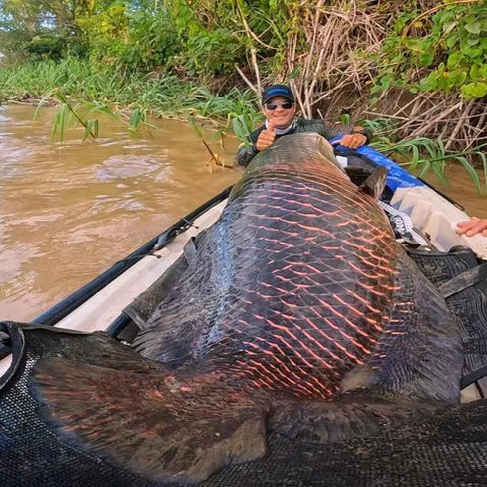 pescadores fisgam pirarucu com mais de 2 metros e 100kg no rio madeira em ro