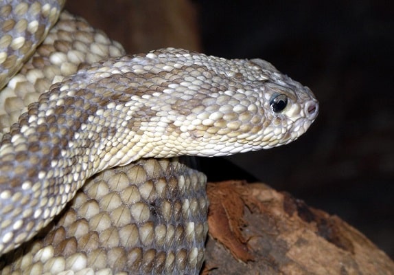 cascavel cobras mais venenosas do Brasil