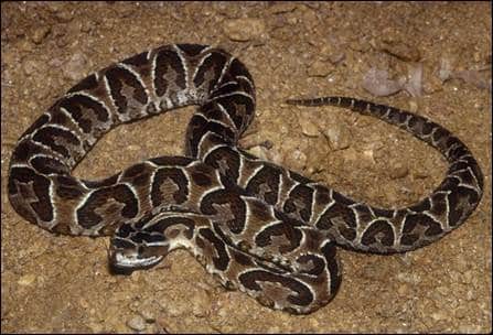 jararaca cruzeira cobras mais venenosas do Brasil