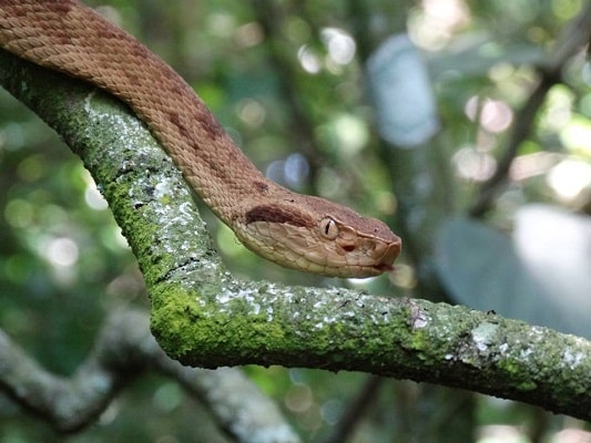 Cobra mais venenosa do Brasil é resgatada pela GCM no litoral de SP, Santos e Região