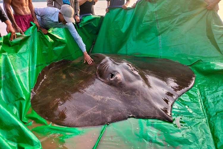 arraia gigante com 300kg pescada no camboja no rio mekong é novo recorde mundial de peixe de água doce já capturado