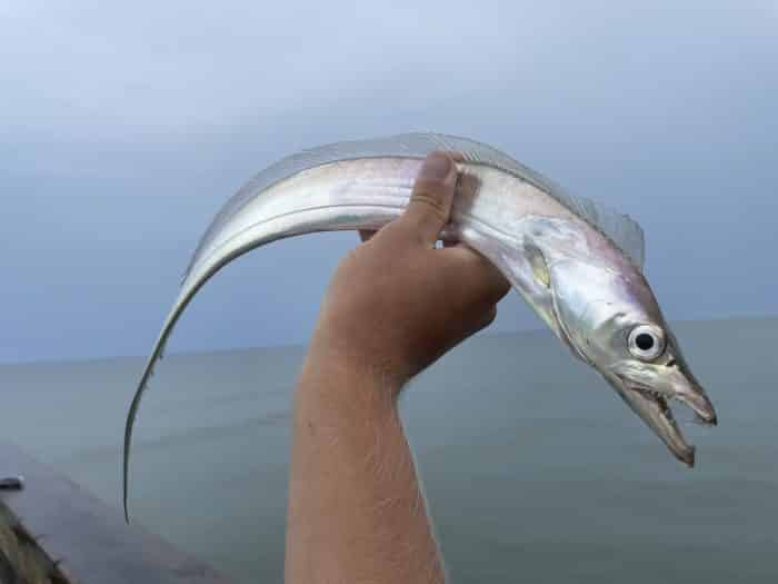peixe espada pesca esportiva