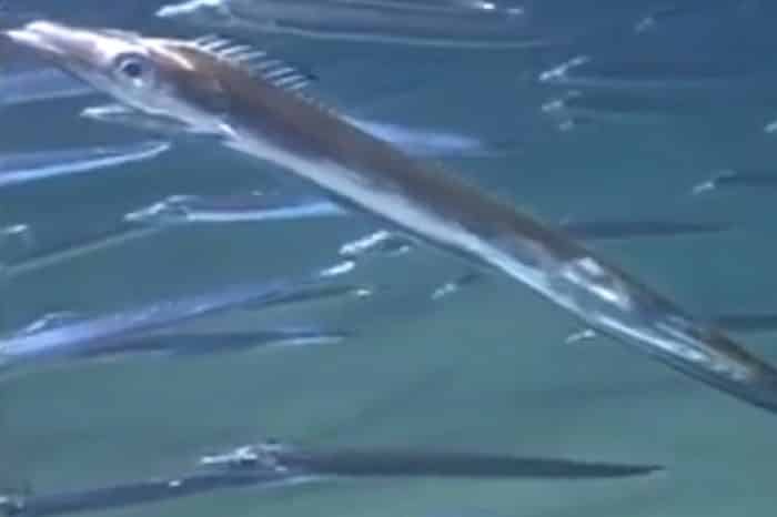 Peixe Espada do Mar Tudo sobre a espécie Trichiurus lepturus