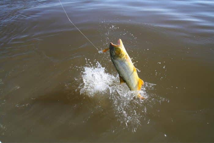 peixes do pantanal dourado