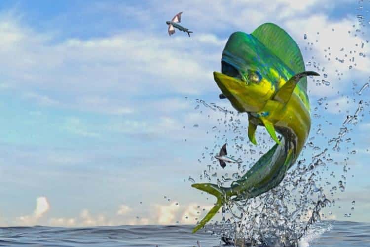 30 peixes de água salgada para pescar no Brasil peixes do mar