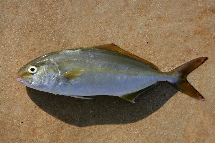 30 peixes de água salgada para pescar no Brasil (Peixes do Mar ...