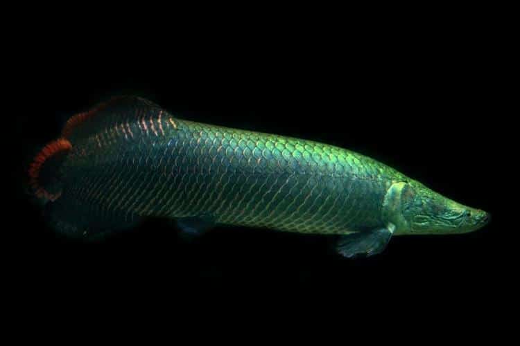 peixe pirarucu características habitat iscas reprodução