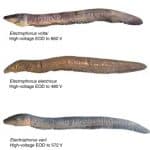 Qual a descarga elétrica do peixe elétrico (Poraquê)? - Pescaria S/A