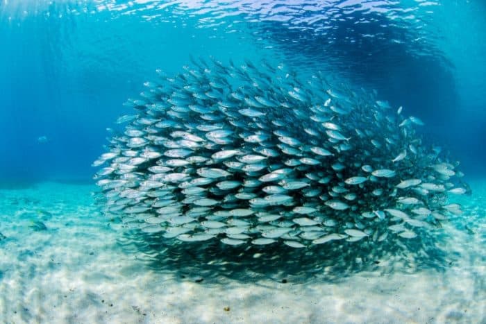 pontos de agregação de peixes no mar