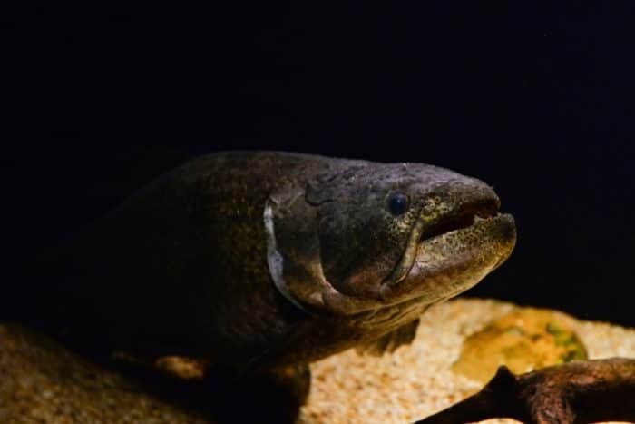 O Hoplias, também conhecido como Traíra, é um formidável predador encontrado nos rios e lagos da América do Sul. Descubra mais sobre esta espécie fascinante aqui.