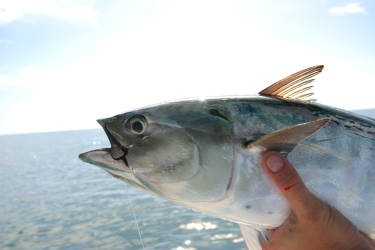 Gosta de pescar o peixe Bonito (Sarda sarda) ou começou na pesca embarcada e se interessou por essa espécie? Aqui está o seu melhor guia para encontrar e pescar esses peixes!