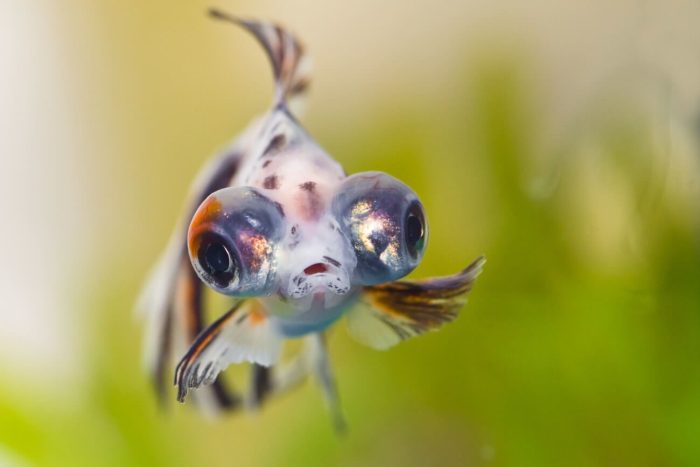 doença pop eye em peixe de aquário
