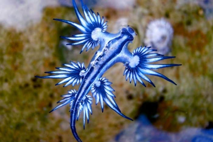 glaucus atlanticus dragão azul do mar