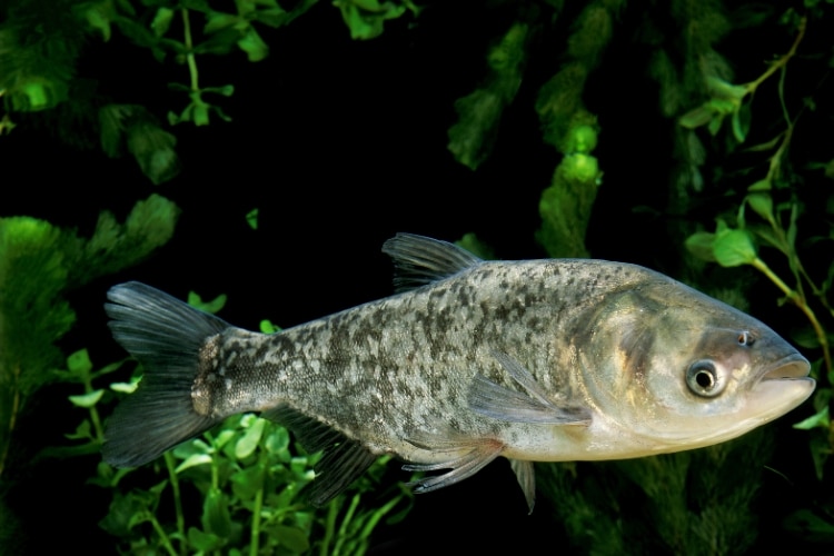 Peixe Carpa Cabeçuda: Biologia, Habitat e Comportamento