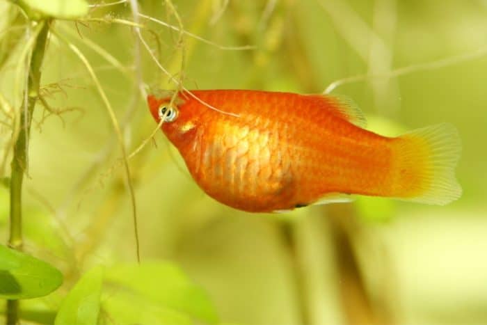 peixe Espada de aquário fêmea prenha grávida