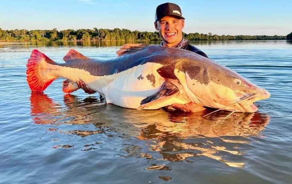 pescador goiânio antônio pedro molinari bate recorde mundial pirarara 70kg igfa