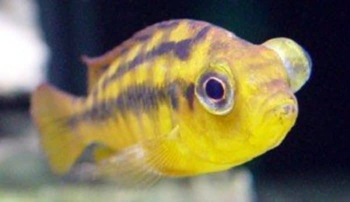 doença pop eye que ocorre em peixes de aqário