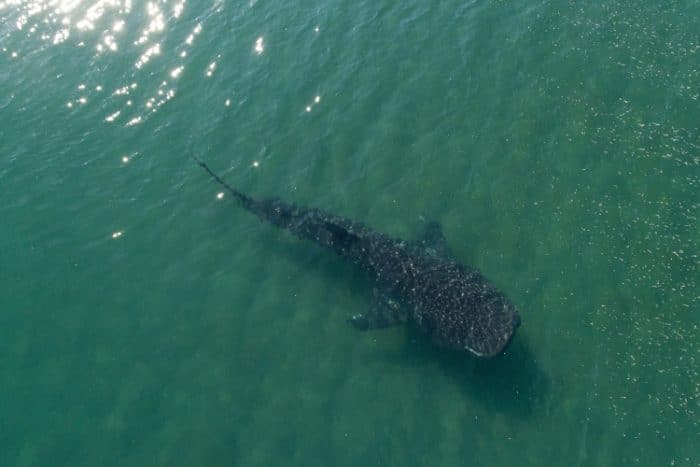 tubarão-baleia Rhincodon typus maior peixe da terra