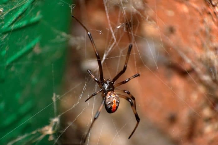 aranhas viúvas negras no Brasil