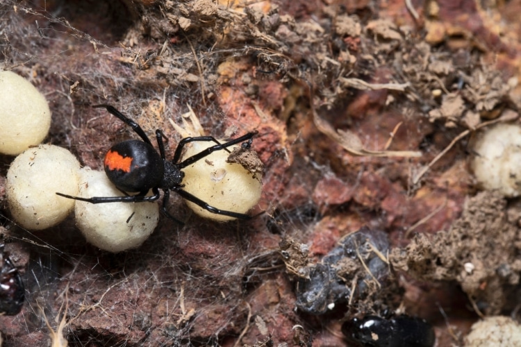 Aranhas Viúvas Negras: Habitat, Dieta e Comportamento
